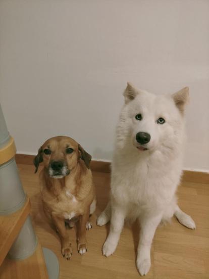 ¡Perros, gatos, canarios, conills...preséntanos a tu mascota!