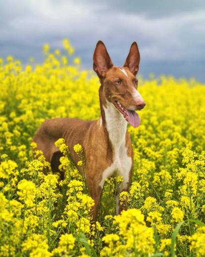 ¡Perros, gatos, canarios, conills...preséntanos a tu mascota!