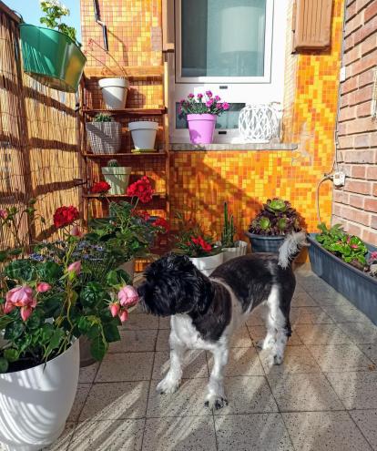 ¡Perros, gatos, canarios, conills...preséntanos a tu mascota!