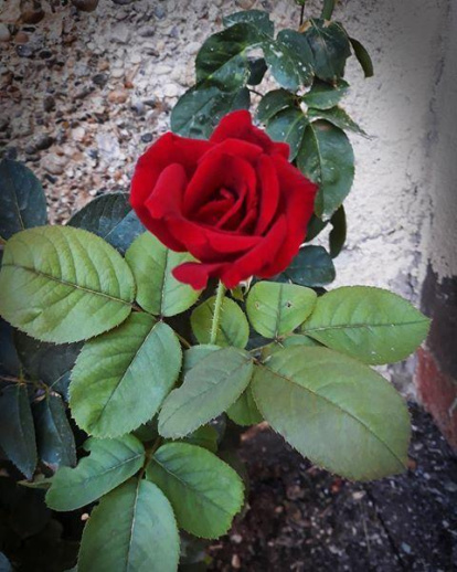 Aquestes són les imatges que ens heu enviat del vostre Sant Jordi confinat