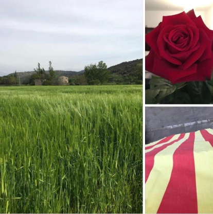 Aquestes són les imatges que ens heu enviat del vostre Sant Jordi confinat. Participa enviant-nos els teves imatges a través de les nostres xarxes socials o a través del correu segrecom@segre.com