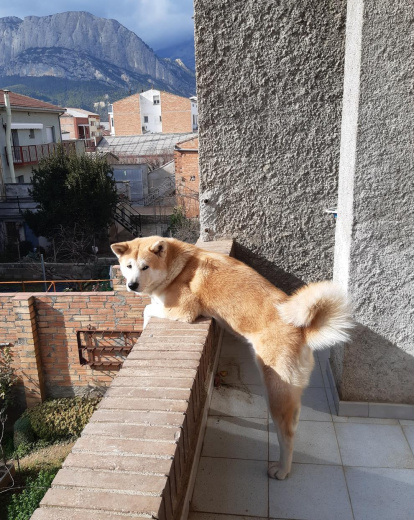 Gossos, gats, canaris, conills,...presenta'ns a la teva mascota!