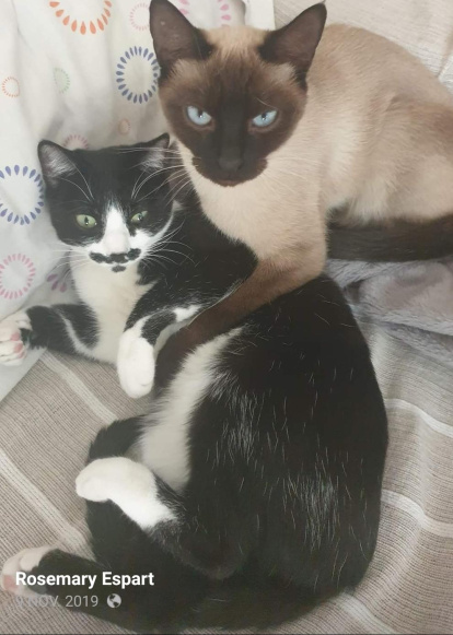 Gossos, gats, canaris, conills,...presenta'ns a la teva mascota!