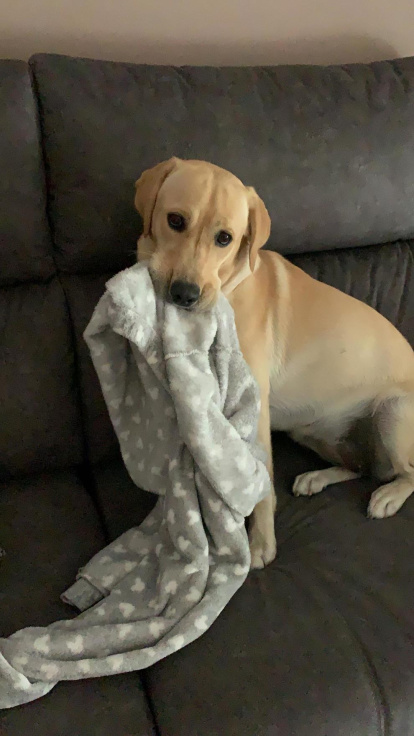 Gossos, gats, canaris, conills,...presenta'ns a la teva mascota!