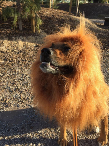 Gossos, gats, canaris, conills,...presenta'ns a la teva mascota!