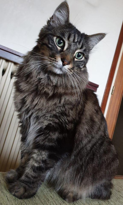 Gossos, gats, canaris, conills,...presenta'ns a la teva mascota!