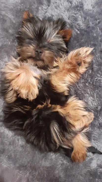 Gossos, gats, canaris, conills,...presenta'ns a la teva mascota!