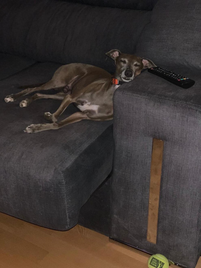 Gossos, gats, canaris, conills,...presenta'ns a la teva mascota!