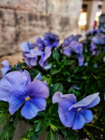 ¡Seguimos recibiendo fotos de árboles en flor, campos verdes y buen tiempo...ya está aquí la primavera!