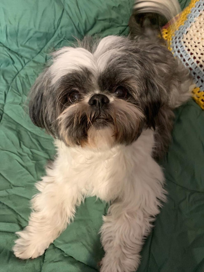 Marisol Mir Companys