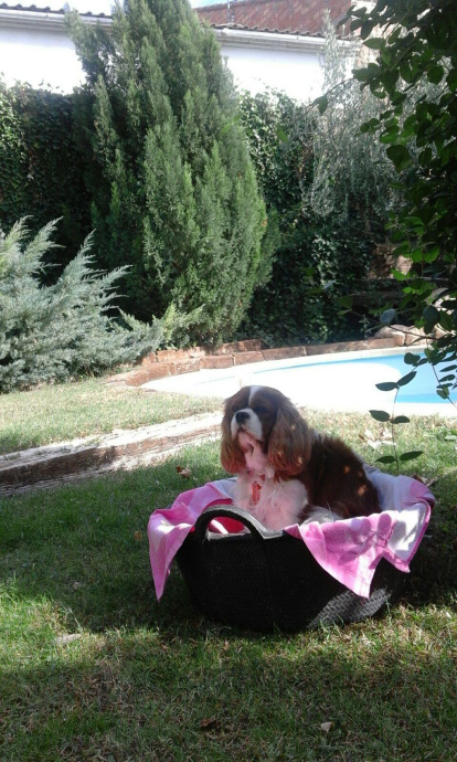 JOSEP MARIA VEGARA BAZAR