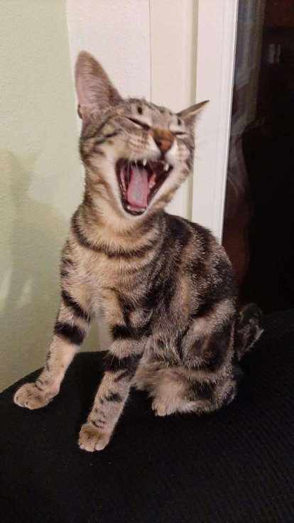 Gossos, gats, canaris, conills,...presenta'ns a la teva mascota!