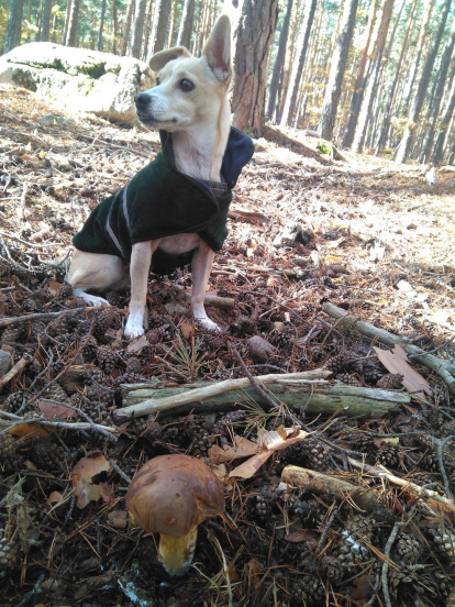 Gossos, gats, canaris, conills,...presenta'ns a la teva mascota!