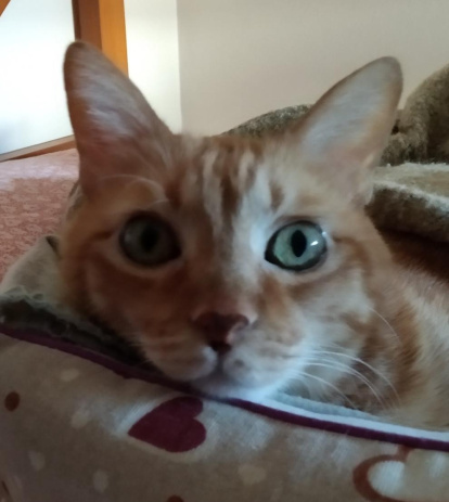 Gossos, gats, canaris, conills,...presenta'ns a la teva mascota!