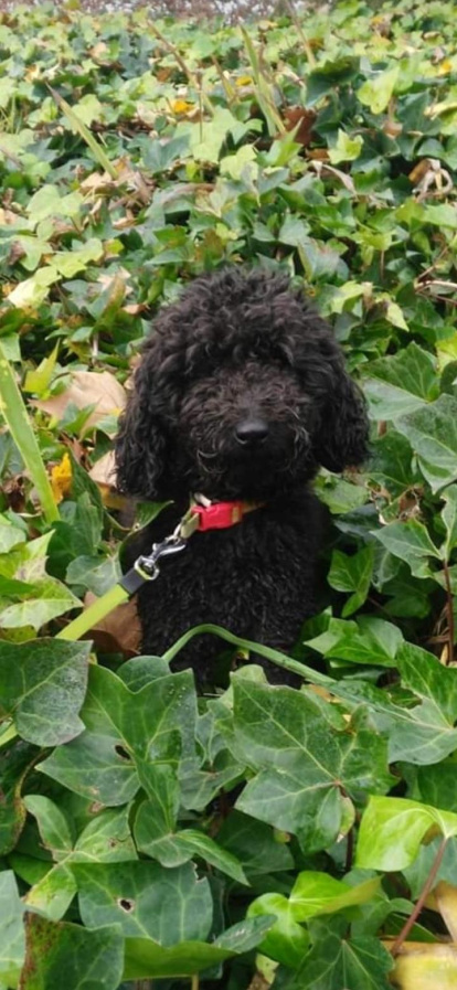 Josep Codines bellart