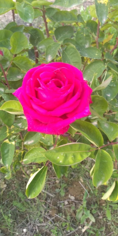 ¡Seguimos recibiendo fotos de árboles en flor, campos verdes y buen tiempo...ya está aquí la primavera!