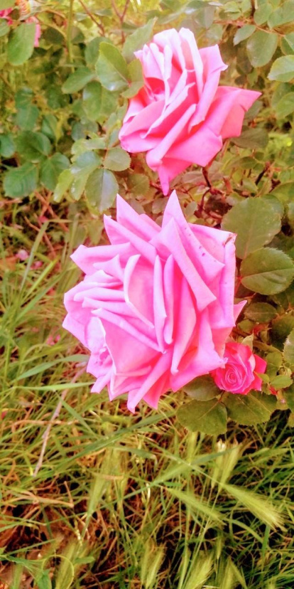 ¡Seguimos recibiendo fotos de árboles en flor, campos verdes y buen tiempo...ya está aquí la primavera!
