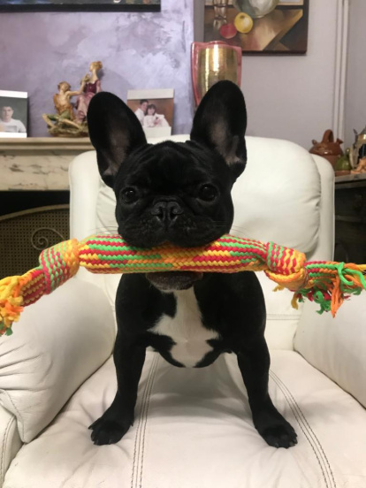 Gossos, gats, canaris, conills,...presenta'ns a la teva mascota!