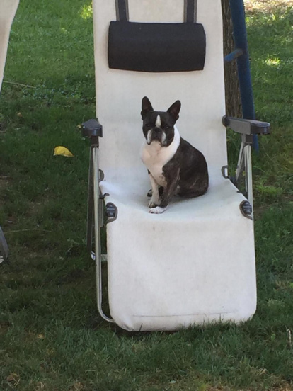 Gossos, gats, canaris, conills,...presenta'ns a la teva mascota!