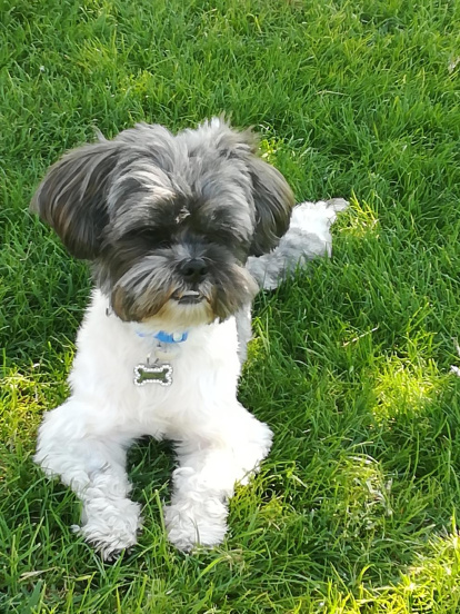 Gossos, gats, canaris, conills,...presenta'ns a la teva mascota!