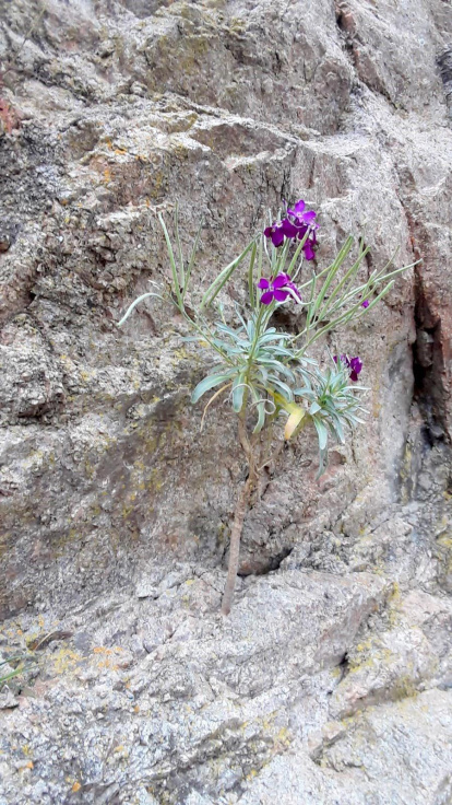 ¡Seguimos recibiendo fotos de árboles en flor, campos verdes y buen tiempo...ya está aquí la primavera!