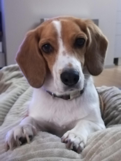 Gossos, gats, canaris, conills,...presenta'ns a la teva mascota!