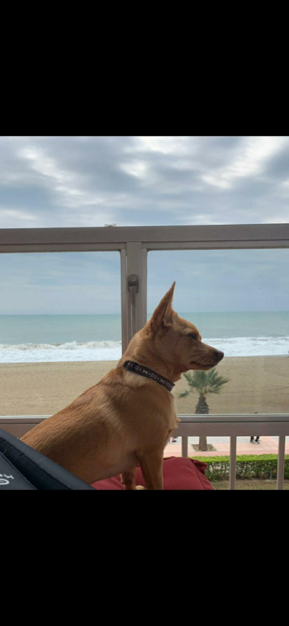 Gossos, gats, canaris, conills,...presenta'ns a la teva mascota!