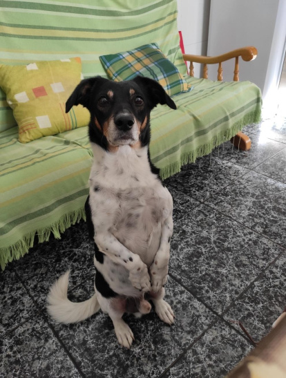 Gossos, gats, canaris, conills,...presenta'ns a la teva mascota!