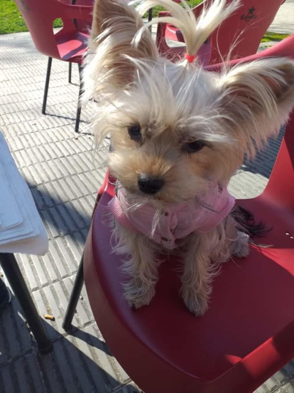 Gossos, gats, canaris, conills,...presenta'ns a la teva mascota!