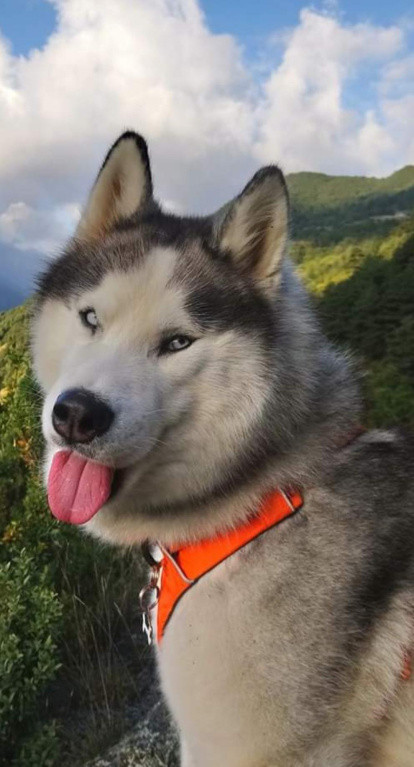 Gossos, gats, canaris, conills,...presenta'ns a la teva mascota!