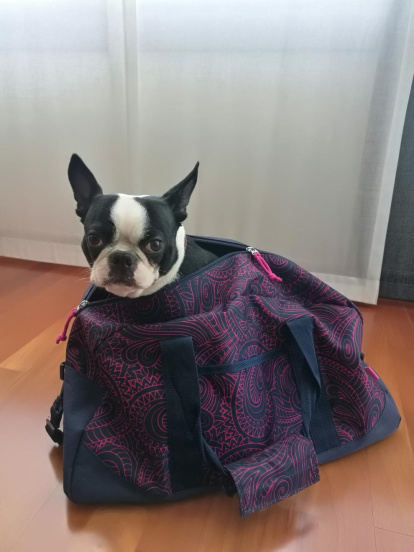 Gossos, gats, canaris, conills,...presenta'ns a la teva mascota!