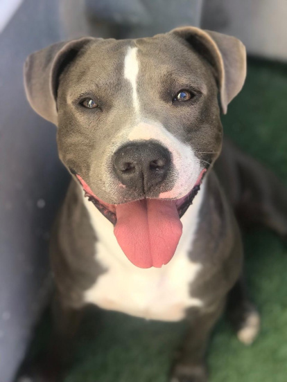 Gossos, gats, canaris, conills,...presenta'ns a la teva mascota!