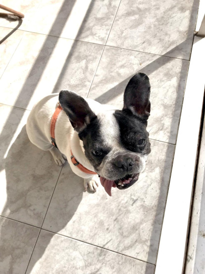 Gossos, gats, canaris, conills,...presenta'ns a la teva mascota!