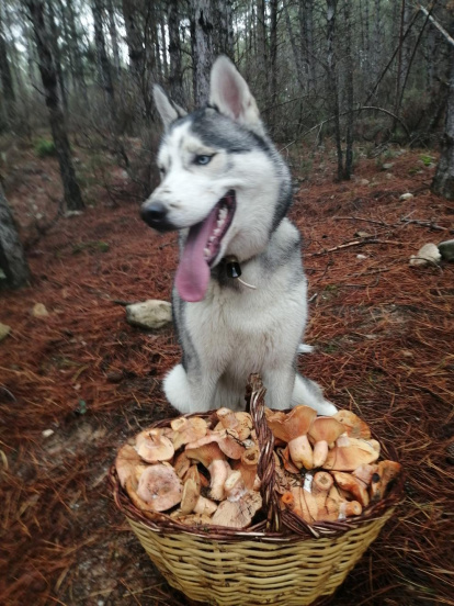 Gossos, gats, canaris, conills,...presenta'ns a la teva mascota!