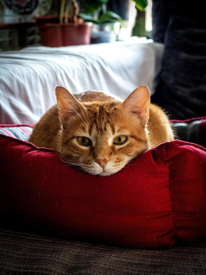 Sisco Acosta Andrés