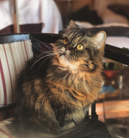 Paula Mallada Farreny