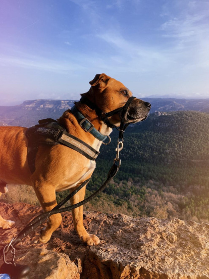 Gossos, gats, canaris, conills,...presenta'ns a la teva mascota!