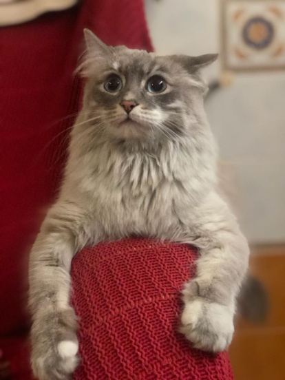 Gossos, gats, canaris, conills,...presenta'ns a la teva mascota!