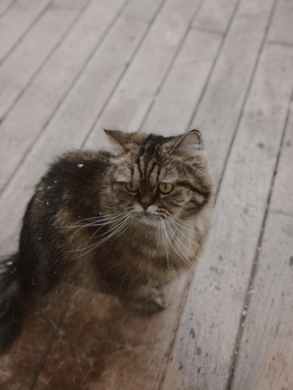 Paula Mallada Farreny