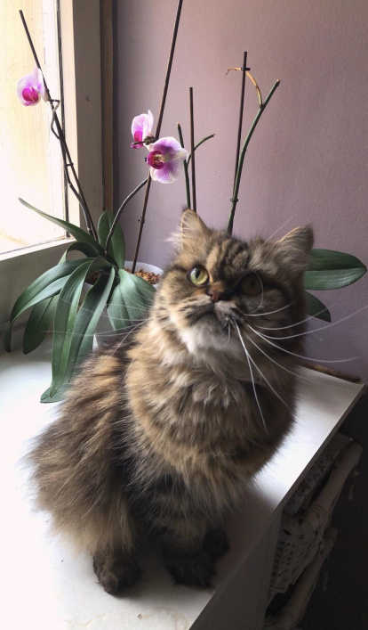 Paula Mallada Farreny