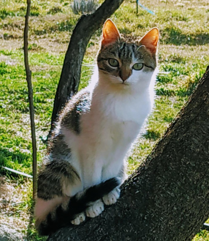 Gossos, gats, canaris, conills,...presenta'ns a la teva mascota!