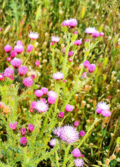 ¡Seguimos recibiendo fotos de árboles en flor, campos verdes y buen tiempo...ya está aquí la primavera!