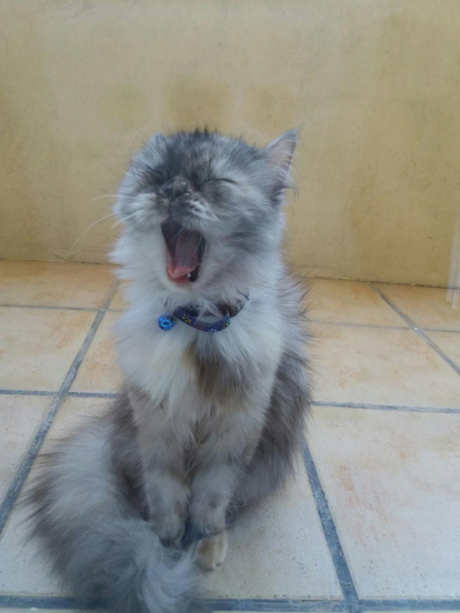 Gossos, gats, canaris, conills,...presenta'ns a la teva mascota!