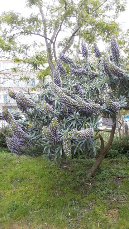 ¡Seguimos recibiendo fotos de árboles en flor, campos verdes y buen tiempo...ya está aquí la primavera!