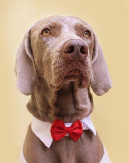 Gossos, gats, canaris, conills,...presenta'ns a la teva mascota!