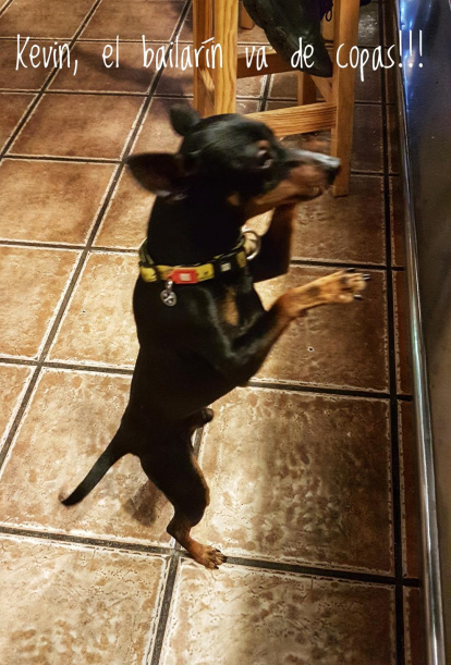 Gossos, gats, canaris, conills,...presenta'ns a la teva mascota!