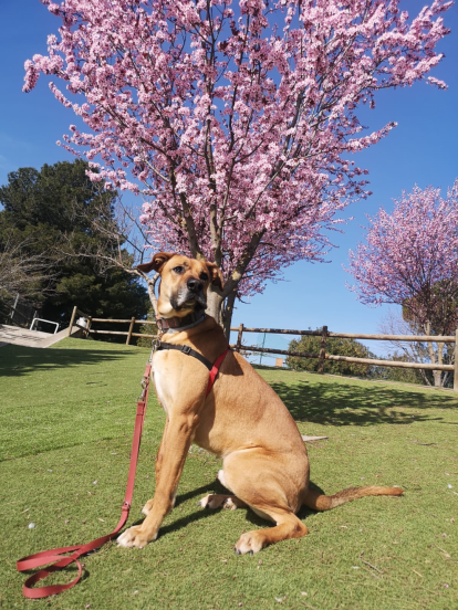 Gossos, gats, canaris, conills,...presenta'ns a la teva mascota!