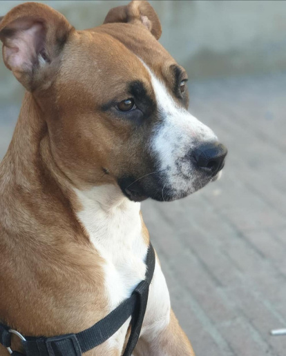 Gossos, gats, canaris, conills,...presenta'ns a la teva mascota!