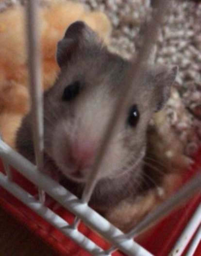 Gossos, gats, canaris, conills,...presenta'ns a la teva mascota!