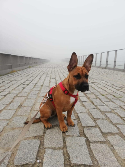 Gossos, gats, canaris, conills,...presenta'ns a la teva mascota!